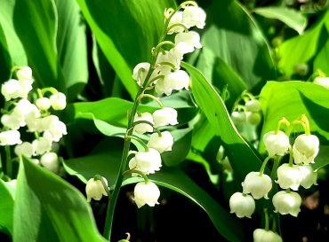 1er mai : Le muguet « déconfiné »